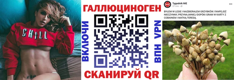 Псилоцибиновые грибы Psilocybine cubensis  Горно-Алтайск 